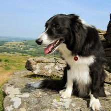 Jack - the posing collie